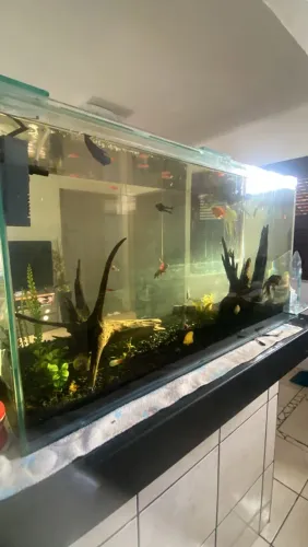 Aquário de 120L