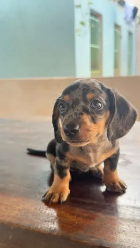 Dachshund macho 