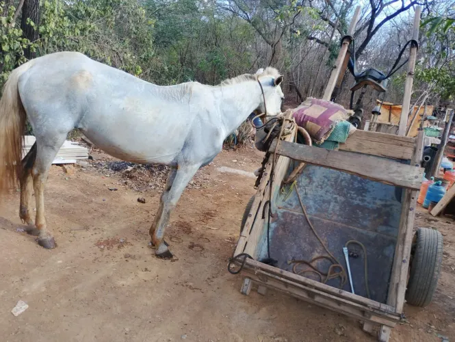 Vendo carroça arreada leia a escriçao preço a combinar