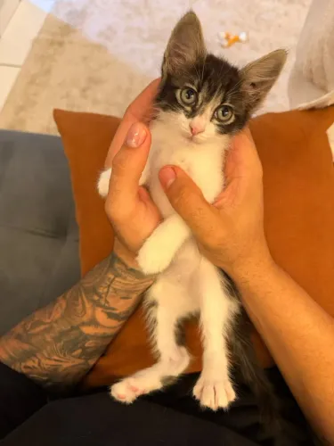Gatinho macho adoção