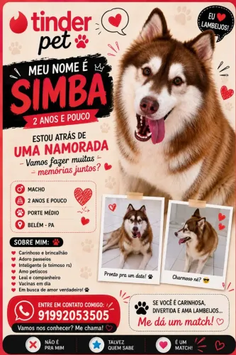 Husky siberiano atrás de uma fêmea