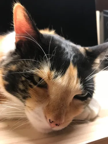 Gata adulta para doação
