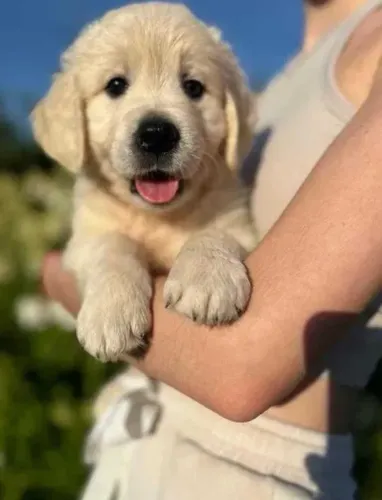 Golden Retriever pronto para novo lar