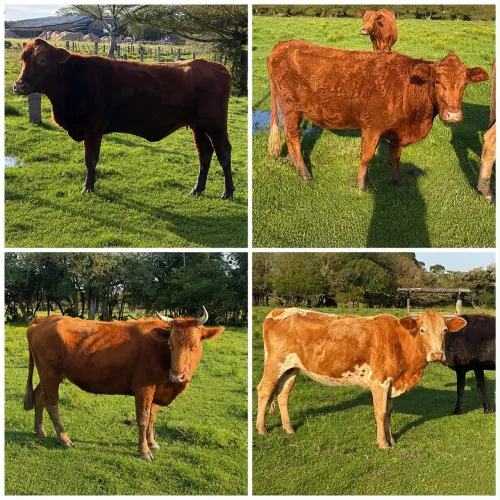 Lindo lote de vacas e novilhas