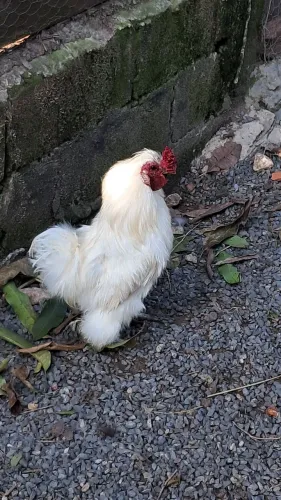 Galinha Sedosa do Japão