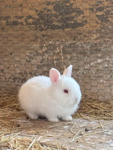 Coelhos Netherland Dwarf