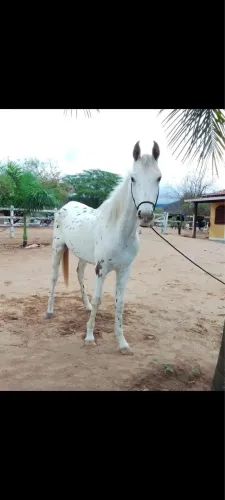 Potro persa Leopardo