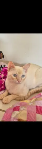 doação de gato macho