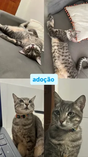 Gatinho para adoção