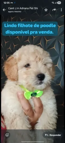 LINDO FILHOTE DE POODLE MACHO.