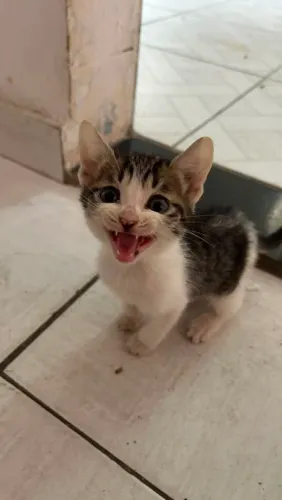 Doação filhote gato