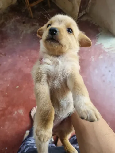 Cachorros filhotes para doação