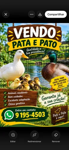 Vendo patos