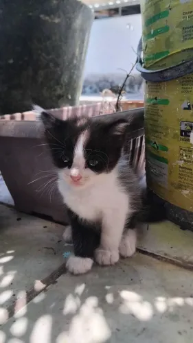 Lindos gatinhos para adoção