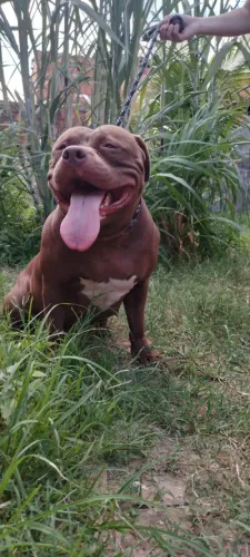 Pit Monster adoção responsável