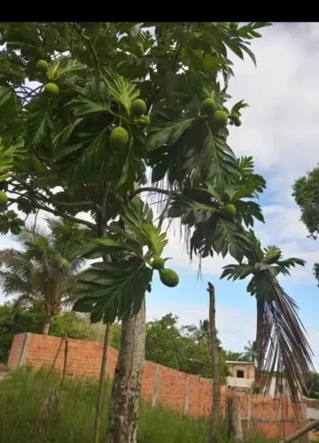 TERRENO COM 260M² PODENDO SERR VENDIDO INDIVIDUALMENTE