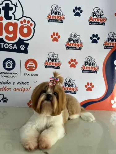 Banho e tosa