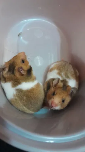 Hamster sírio 
