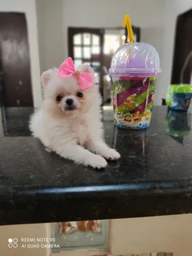 Lulu da Pomerânia , ursinhos polares lindos