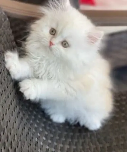 Gato Persa