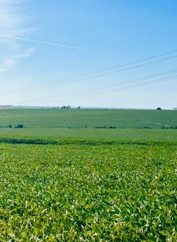 Fazenda da envestidor