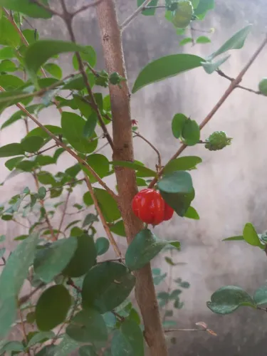 Pitangueira plantada em vaso com 2 metro só 120! Em Sobradinho