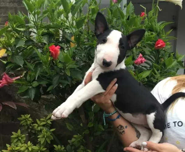 Bull Terrier Lindas Femeas Brancas Filhotes Exclusivos com Pedigree e Vacinas Importadas 