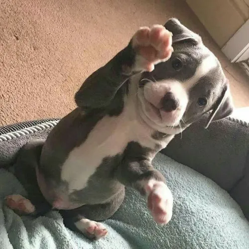Filhote de Pitbull o mais dócil e adorável do mundo