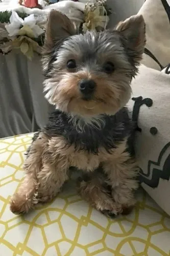 Yorkshire Terrier - Filhote um amor pequeno que não cabe no peito