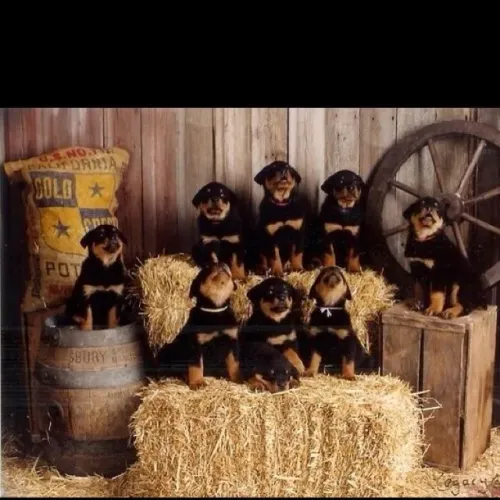 Filhotes Rottweiler família do campo