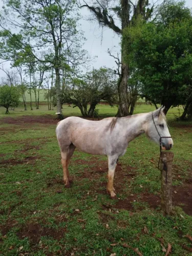 Vendo égua crioula confirmada