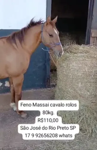 Feno Massai cavalo rolo 80kg