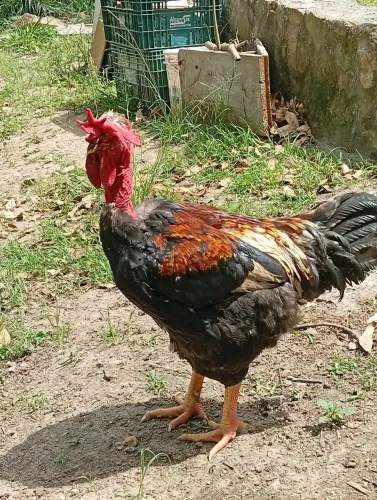 Gallo pescoço pelado mixtura com balão