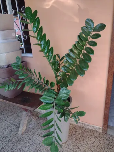 Vaso com planta zamioculca