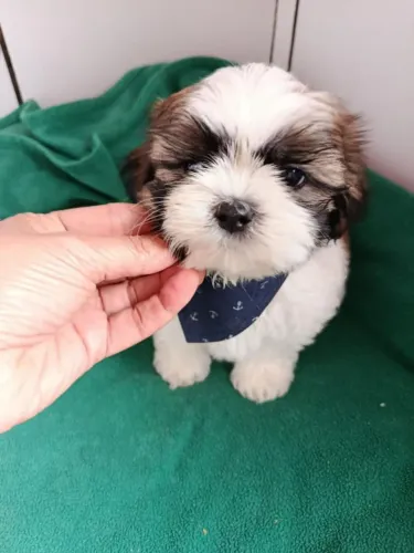 Filhote shih tzu, Diga Sim Para Uma Vida Cheia de Lambidas e Rabinhos Abanando!
