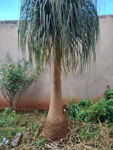 Pata de elefante