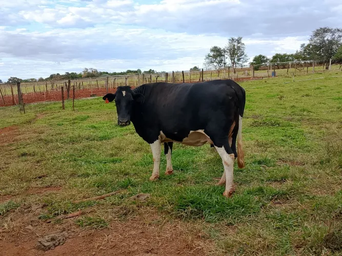 Vaca de leite