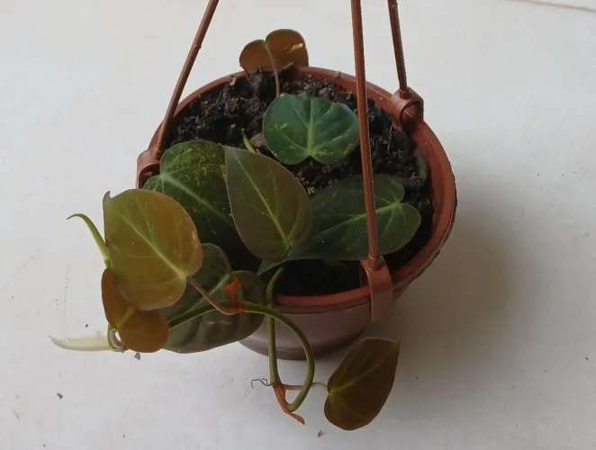 Philodendron Micans.