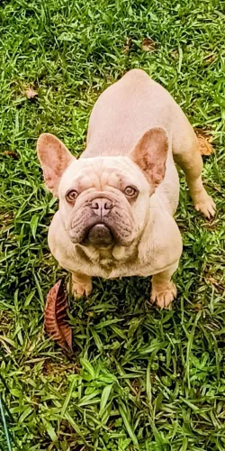 Fêmea de buldogue francês BLUE faw pockt