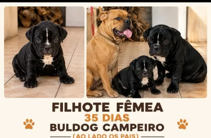 Filhote buldog campeiro