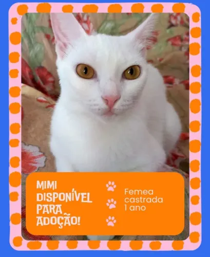 Gatinha linda pra doação!