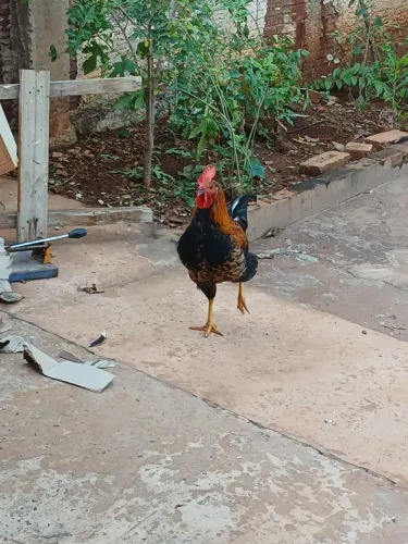 Galo e duas galinhas Poedeiras