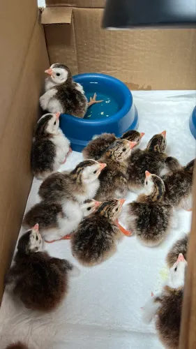 Pintos galinha da angola 