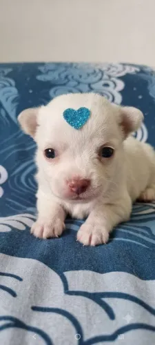 Chihuahua Filhotes impecáveis