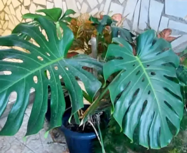 Plantas para Sombra e Meia sombra a partir de R$ 25,00
