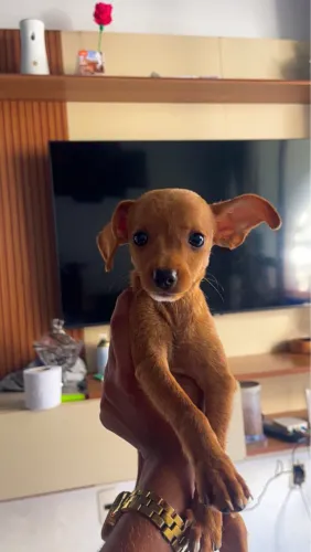 Cachorro pinscher número 1 fêmea
