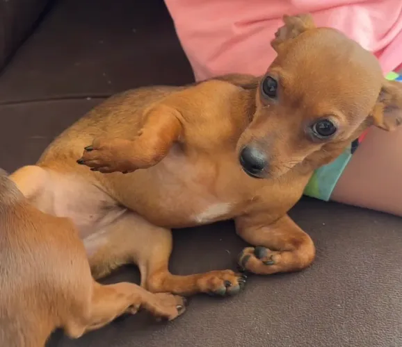Pinscher número 1 fêmea 