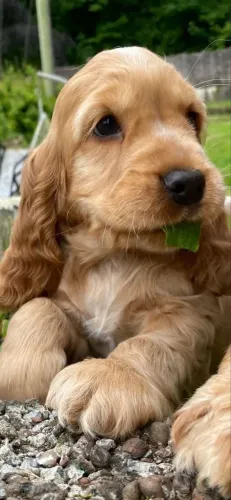 Cocker spaniel docil e carinhoso