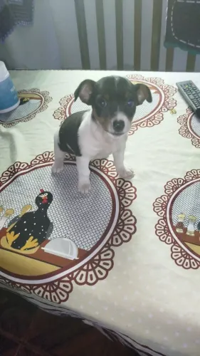 Pinscher macho