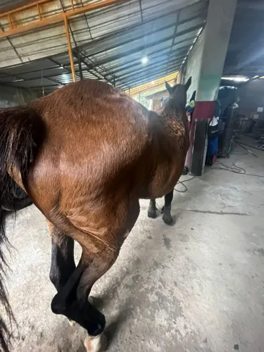 Cavalo